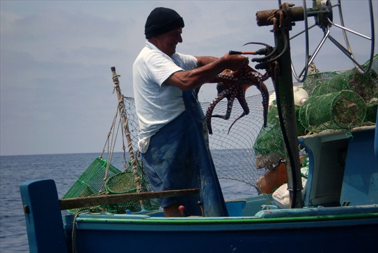 Ischia polpo